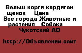 Вельш корги кардиган щенок  › Цена ­ 35 000 - Все города Животные и растения » Собаки   . Чукотский АО